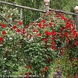 structure au jardin typ medieval avec rosier